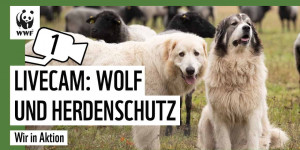 Beitragsbild des Blogbeitrags Wolf und Herdenschutz in Echtzeit beobachten | Kamera 1 | WWF Deutschland | WWF Deutschland 