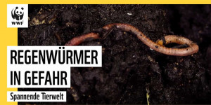 Beitragsbild des Blogbeitrags Regenwürmer in Gefahr | WWF Deutschland 