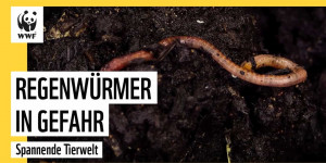 Beitragsbild des Blogbeitrags Regenwürmer in Gefahr | WWF Deutschland