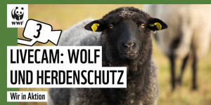 Beitragsbild des Blogbeitrags Wolf und Herdenschutz in Echtzeit beobachten | Kamera 3 | WWF Deutschland 