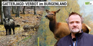 Beitragsbild des Blogbeitrags Gatterjagd-Verbot im Burgenland: JETZT mithelfen! | VGT Österreich 