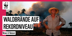 Beitragsbild des Blogbeitrags Waldbrände auf Rekordniveau | Mit 2 Klicks helfen! | #together4Forests | WWF Deutschland