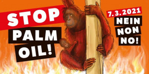 Beitragsbild des Blogbeitrags Mach die Kampagne gegen Palmöl aus Indonesien möglich