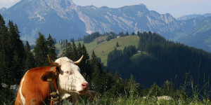 Beitragsbild des Blogbeitrags Bio-Landwirtschaft und -Konsum in Österreich: aktuelle Zahlen 