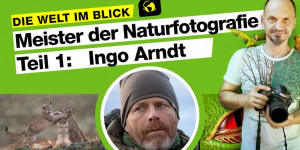 Beitragsbild des Blogbeitrags Meister der Naturfotografie (1): Ingo Arndt