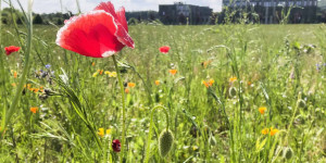 Beitragsbild des Blogbeitrags Bienen und Bauern retten
