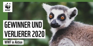 Beitragsbild des Blogbeitrags Gewinner und Verlierer 2020 | WWF Deutschland