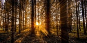 Beitragsbild des Blogbeitrags Meditation: Verbindung mit der Natur – CulumNATURA