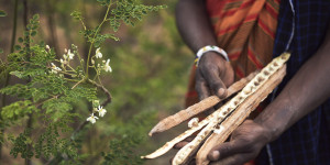 Beitragsbild des Blogbeitrags Superfood Moringa aus fairer und nachhaltiger Produktion