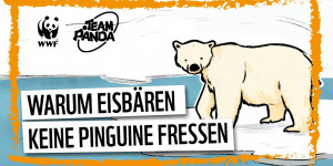 Beitragsbild des Blogbeitrags Warum Eisbären keine Pinguine fressen. | WWF Österreich