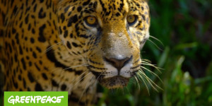 Beitragsbild des Blogbeitrags Greenpeace TV-Spot: Wir müssen den Amazonas schützen – bevor es zu spät ist! | Greenpeace Deutschland