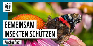 Beitragsbild des Blogbeitrags Gemeinsam Insekten schützen: Brommi | #Livestream | WWF Deutschland