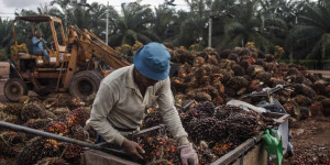Beitragsbild des Blogbeitrags Palmöl sorgt für Kritik beim Abkommen mit Indonesien – Telebasel