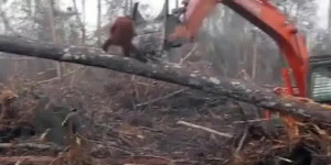 Beitragsbild des Blogbeitrags Ein Orang-Utan versucht sich mit blossen Händen gegen die Zerstörung …