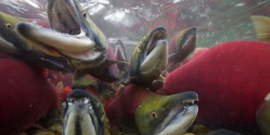 Beitragsbild des Blogbeitrags Neuer WWF-Report: Ein Drittel aller Süßwasserfische ist weltweit bedroht