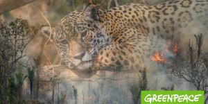 Beitragsbild des Blogbeitrags Verheerende Brände im Pantanal | Greenpeace Deutschland