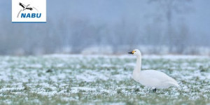 Beitragsbild des Blogbeitrags Zwergschwäne – arktische Gäste im winterlichen Norddeutschland | Naturschutzbund Deutschland 