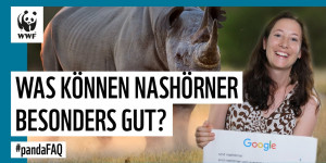 Beitragsbild des Blogbeitrags Sind Nashörner vom Aussterben bedroht? Google-Interview mit Wilderei-Expertin | WWF Deutschland