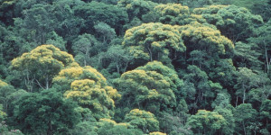 Beitragsbild des Blogbeitrags Zertifizierungssysteme wie FSC sind die Zerstörung von Grünwäldern | Greenpeace int.