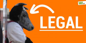 Beitragsbild des Blogbeitrags VfGH entscheidet: Kuhmaske darf bleiben! | VGT Österreich