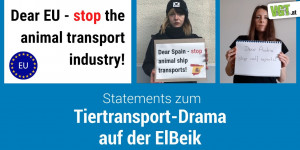 Beitragsbild des Blogbeitrags Tiertransport-Drama: Unsere Statements | VGT Österreich 