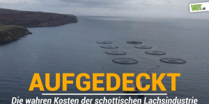 Beitragsbild des Blogbeitrags Aufgedeckt: Die wahren Kosten der schottischen Lachsindustrie | VGT Österreich 