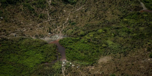 Beitragsbild des Blogbeitrags Der Covid-19-Bericht der WHO zeigt einen klaren Zusammenhang zwischen dem Verlust der biologischen Vielfalt und der Zoonose | Greenpeace int.