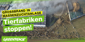 Beitragsbild des Blogbeitrags Grossbrand in Massenzuchtanlage: Tierfabriken verbieten! | Greenpeace Deutschland 