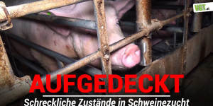 Beitragsbild des Blogbeitrags Aufgedeckt: Eingesperrte Mutterschweine und verletzte Ferkel | VGT Österreich