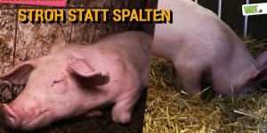 Beitragsbild des Blogbeitrags Wiese und Stroh statt Betonspalten|Annas Abenteuer | VGT Österreich