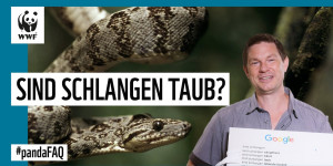 Beitragsbild des Blogbeitrags Sind Schlangen taub? Interview mit Herpetologe Dirk Embert | WWF Deutschland 