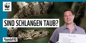 Beitragsbild des Blogbeitrags Sind Schlangen taub? Interview mit Herpetologe Dirk Embert | WWF Deutschland