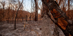 Beitragsbild des Blogbeitrags Entwaldung und Rekordbrände in Brasilien: Zusammenhang mit weltweit größten Fleisch-Verarbeiter JBS | Greenpeace int.