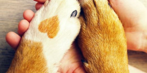 Beitragsbild des Blogbeitrags Heute ist der Tag zur Abschaffung der Tierversuche. Für uns alle Jahre wieder … 