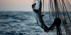 Beitragsbild des Blogbeitrags Todesmauern: Fischerei bedroht den Lebensunterhalt im Indischen Ozean | Greenpeace int. 