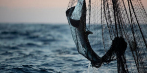 Beitragsbild des Blogbeitrags Todesmauern: Fischerei bedroht den Lebensunterhalt im Indischen Ozean | Greenpeace int.