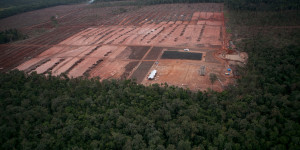 Beitragsbild des Blogbeitrags Geplante Entwaldung bedroht indigenes Land und intakte Waldlandschaften in West-Papua | Greenpeace int.