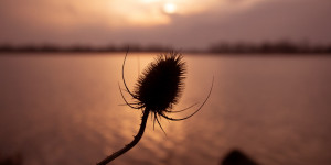 Beitragsbild des Blogbeitrags Geräusche aus der Natur tun der Gesundheit gut 