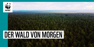 Beitragsbild des Blogbeitrags Bäume pflanzen für den Klimaschutz | WWF Deutschland