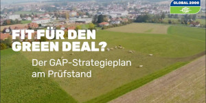 Beitragsbild des Blogbeitrags Fit für den Green Deal? Der GAP-Strategieplan am Prüfstand 
