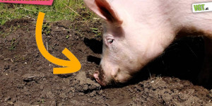 Beitragsbild des Blogbeitrags Anna gräbt um die Wette!|Schweine wollen wühlen|Annas Abenteuer | VGT Österreich