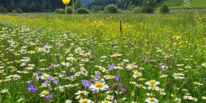 Beitragsbild des Blogbeitrags Weltbienentag am 20. Mai: Die schönsten Blühflächen gesucht 
