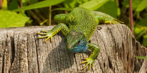 Beitragsbild des Blogbeitrags Int. Tag der Biodiversität: Die nächsten Wochen entscheiden