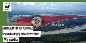 Beitragsbild des Blogbeitrags Mehr Raum für den Auenwald – Deichrückverlegung im Lödderitzer Forst | WWF Deutschland 