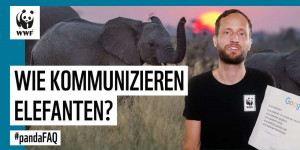 Beitragsbild des Blogbeitrags Wie kommunizieren Elefanten? #PandaFAQ mit Artenschutz-Experte Arnulf Köhncke | WWF Deutschland 