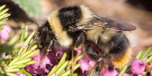 Beitragsbild des Blogbeitrags Augen auf am Berg: Höhenhummel gesucht!