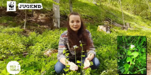 Beitragsbild des Blogbeitrags Wildkräuter sammeln im Waldfrühling: 5 Kräuter finden, erkennen und verwenden | WWF Deutschland 