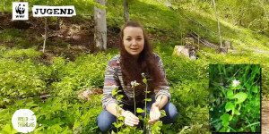 Beitragsbild des Blogbeitrags Wildkräuter sammeln im Waldfrühling: 5 Kräuter finden, erkennen und verwenden | WWF Deutschland