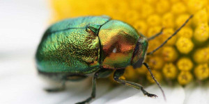Beitragsbild des Blogbeitrags Wissen ist Macht – jetzt Insektenkenner*in werden! 