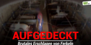 Beitragsbild des Blogbeitrags Ferkel auf den Boden geschleudert! | VGT Österreich 